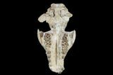 Oreodont (Merycoidodon) Partial Skull - Wyoming #113030-4